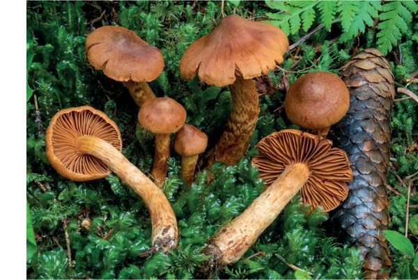 Cortinarius rubellus