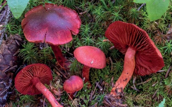 Cortinarius sanguineus