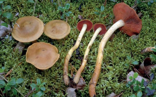 Cortinarius semisanguineus