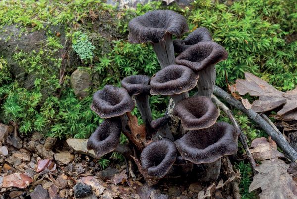 Craterellus cornucopioides