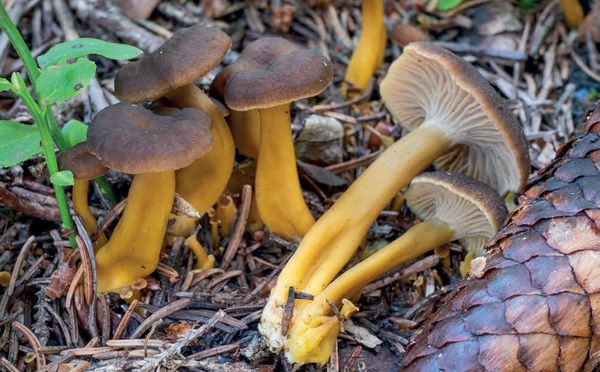Craterellus tubaeformis