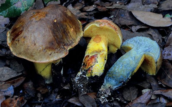 Cyanoboletus poikilochromus