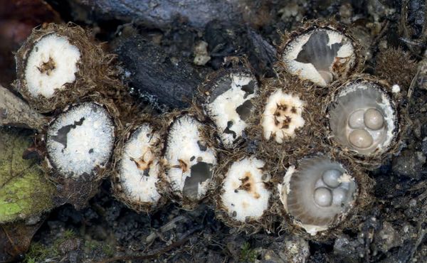 Cyathus striatus