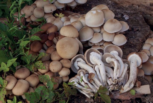 Cyclocybe cylindracea