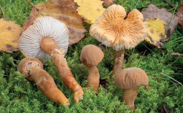 Cystoderma amianthinum