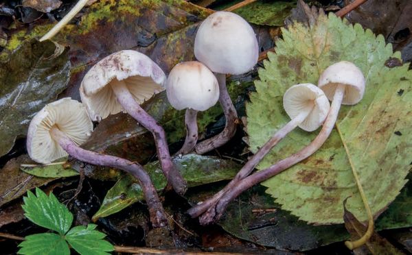 Cystolepiota bucknallii