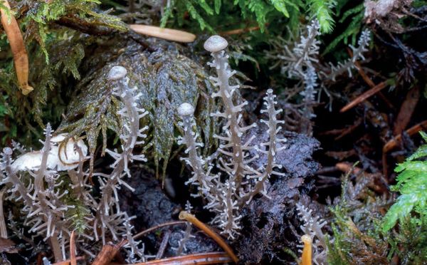 Dendrocollybia racemosa