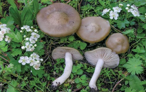 Entoloma clypeatum