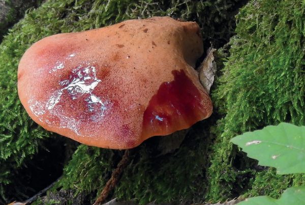 Fistulina hepatica