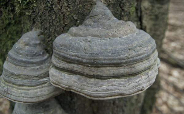 Fomes fomentarius