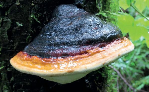 Fomitopsis pinicola