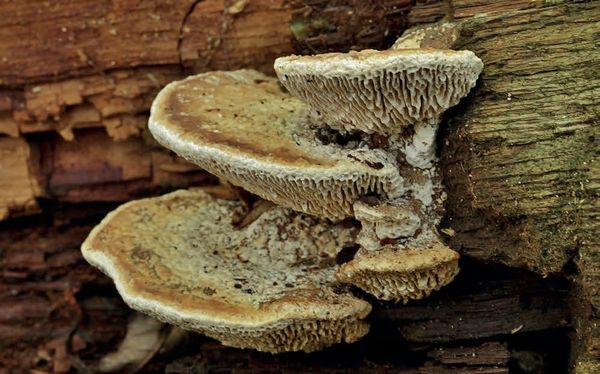 Fomitopsis quercina