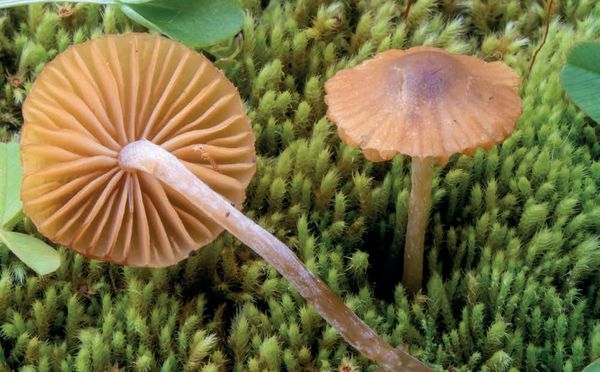 Galerina graminea