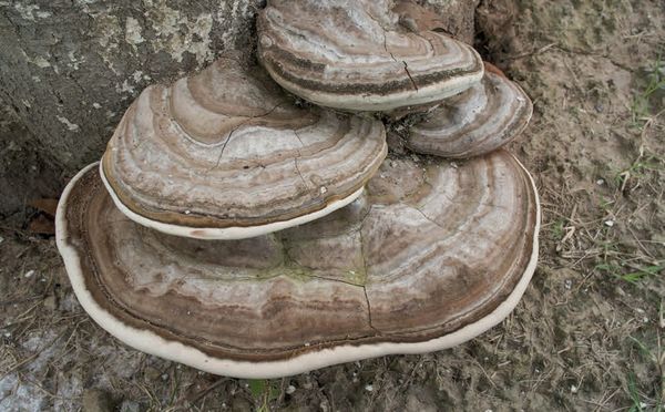 Ganoderma applanatum