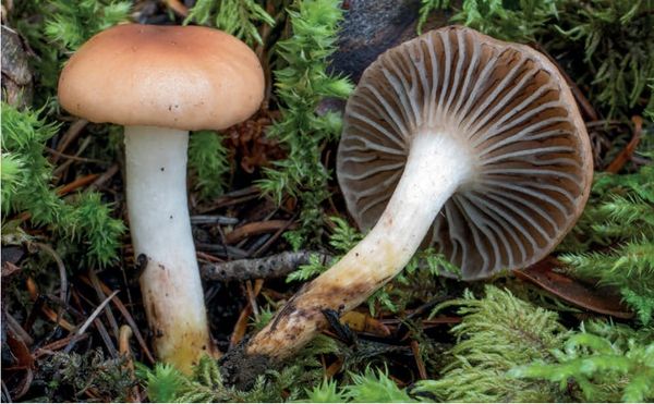 Gomphidius maculatus