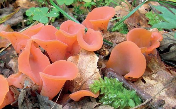 Guepinia helvelloides