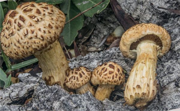 Gymnopilus suberis