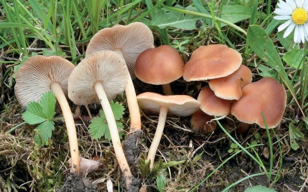 Gymnopus dryophilus