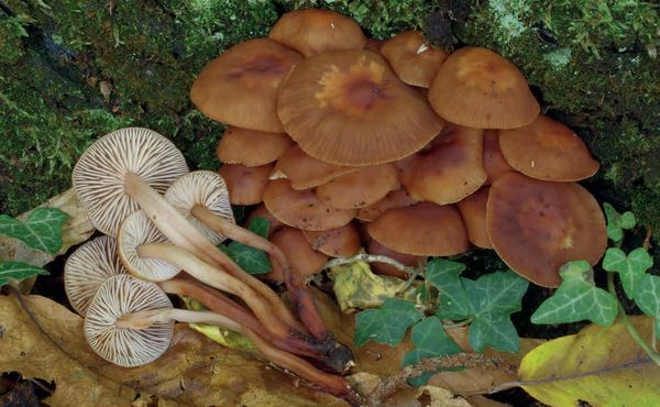 Gymnopus fusipes