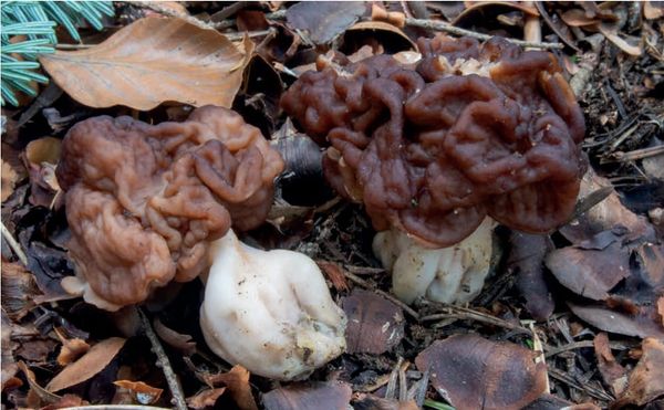 Gyromitra esculenta