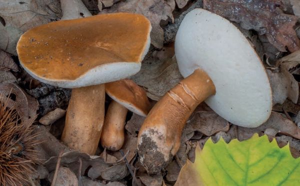 Gyroporus castaneus