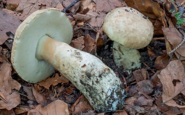 Gyroporus cyanescens