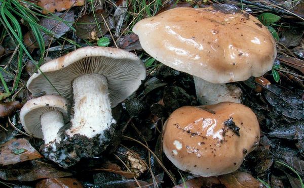 Hebeloma sinapizans