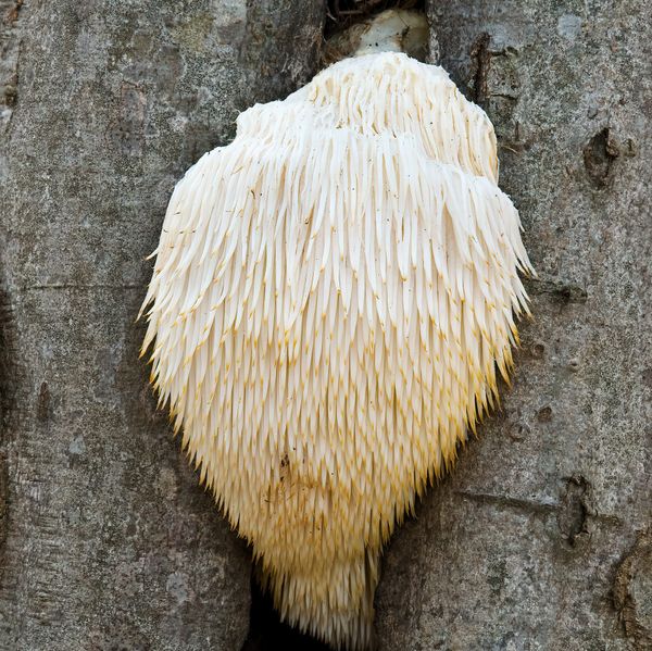 Hericium erinaceus