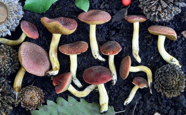 Hortiboletus rubellus