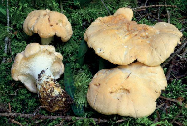 Hydnum repandum