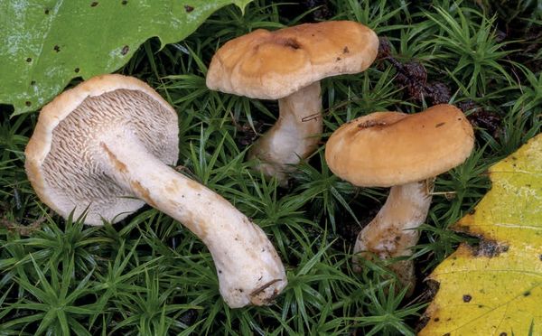 Hydnum rufescens