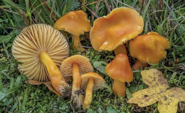 Hygrocybe aurantiosplendens