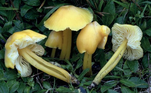 Hygrocybe chlorophana