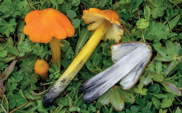 Hygrocybe conica