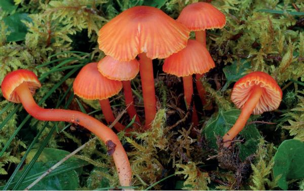 Hygrocybe mucronella