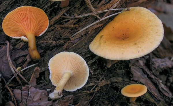 Hygrophoropsis aurantiaca