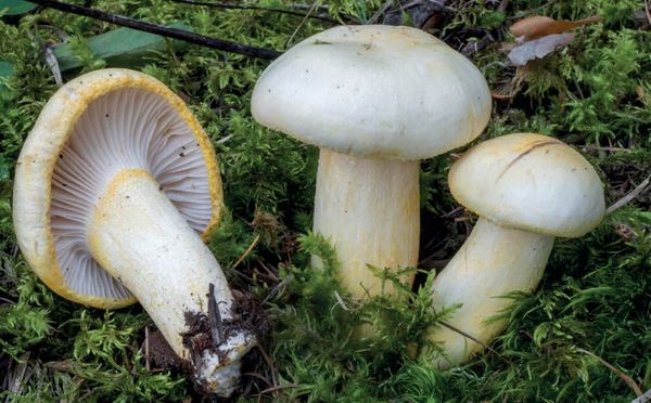 Hygrophorus chrysodon