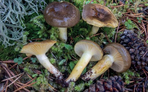 Hygrophorus hypothejus