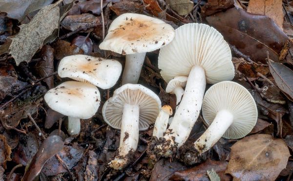 Hygrophorus leucophaeo-ilicis