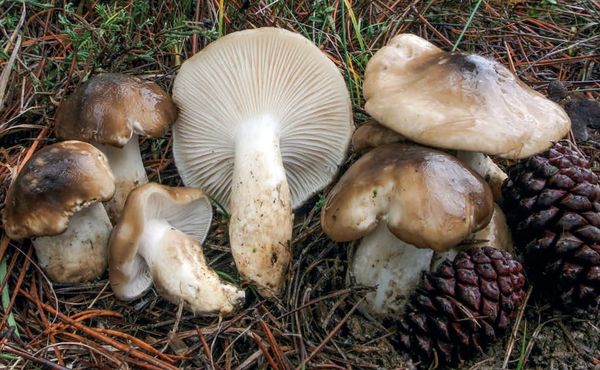 Hygrophorus limacinus
