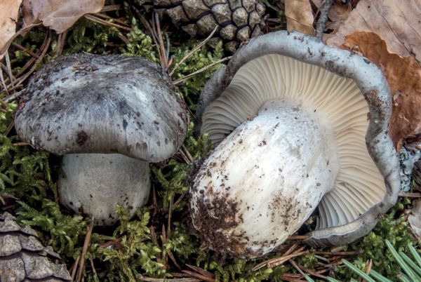 Hygrophorus marzuolus