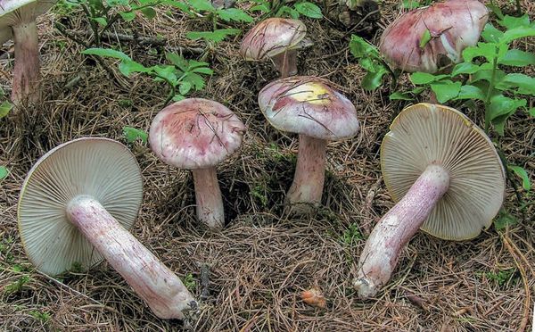Hygrophorus neoerubescens