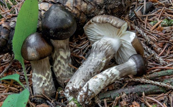 Hygrophorus olivaceoalbus