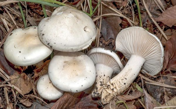 Hygrophorus penarioides