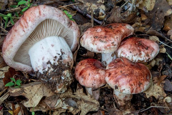 Hygrophorus russula