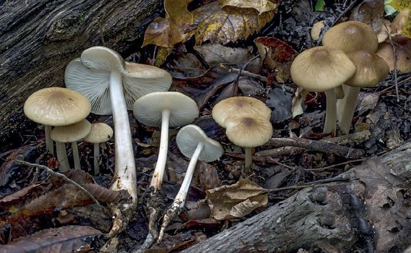 Hymenopellis radicata