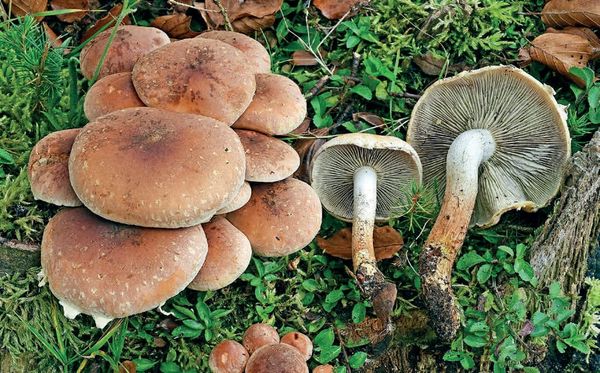 Hypholoma lateritium