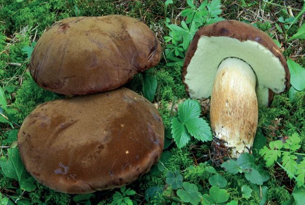 Imleria badia