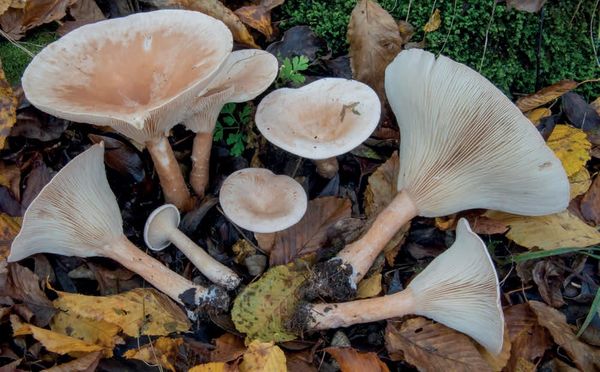 Infundibulicybe geotropa