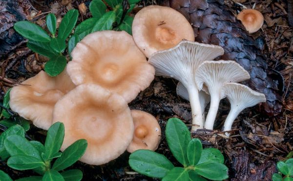 Infundibulicybe gibba